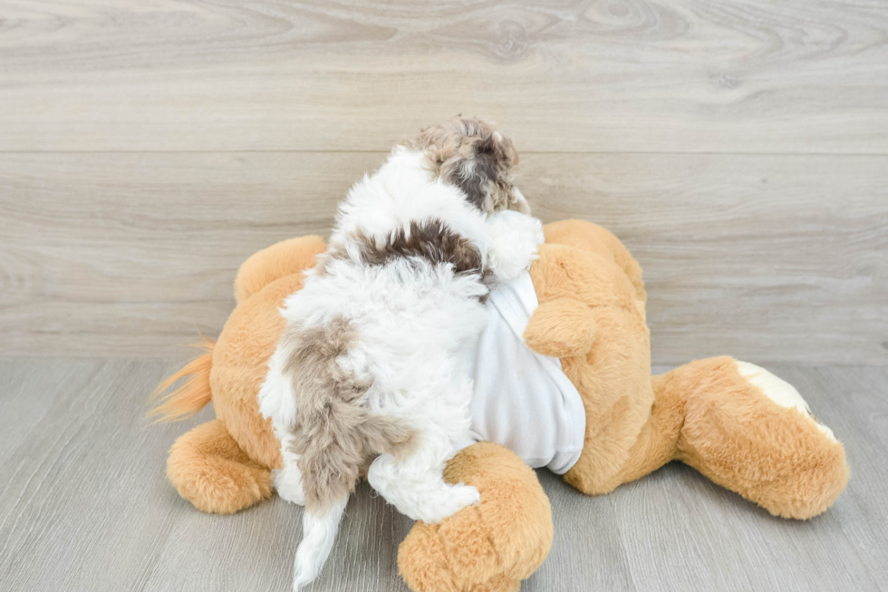 Hypoallergenic Cocker Doodle Poodle Mix Puppy