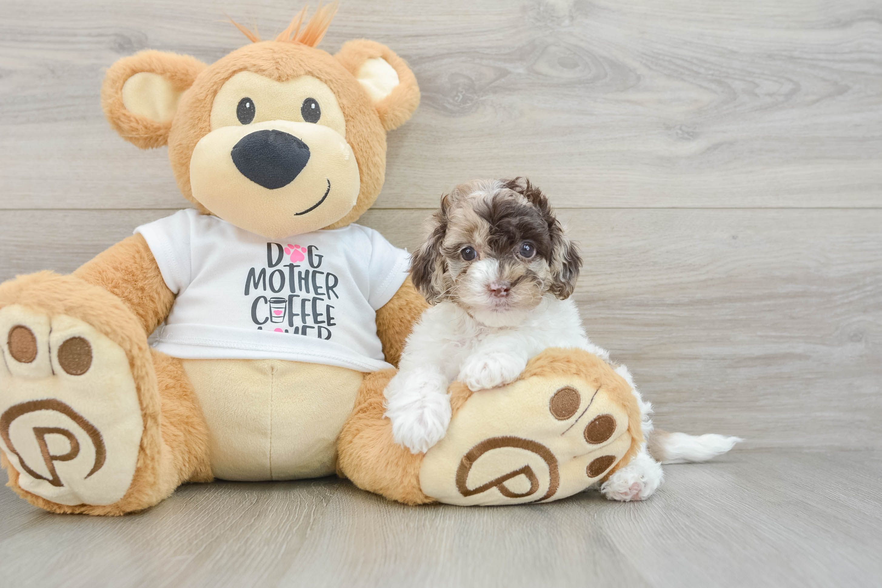 Smart Cockapoo Poodle Mix Pup