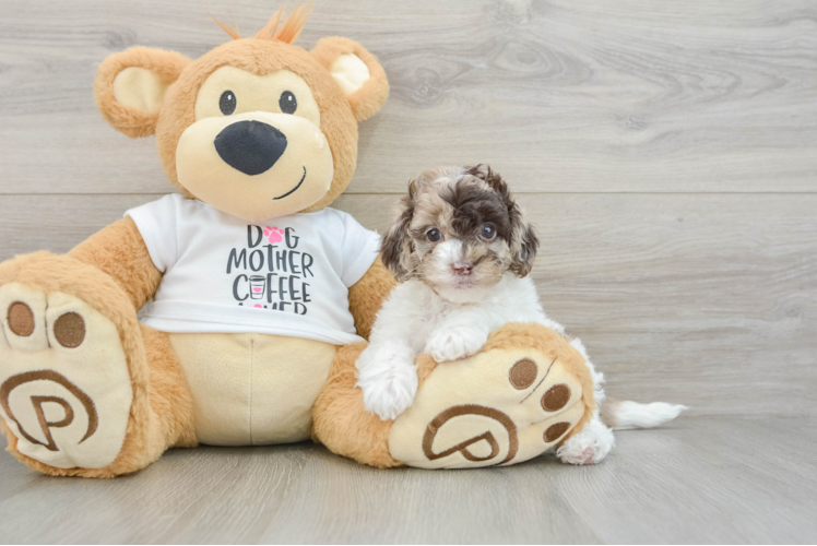 Smart Cockapoo Poodle Mix Pup