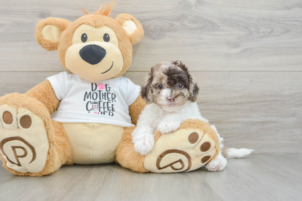 Smart Cockapoo Poodle Mix Pup