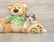 5 week old Cockapoo Puppy For Sale - Premier Pups