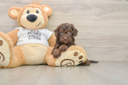 BARCELONA, a Cockapoo littermate