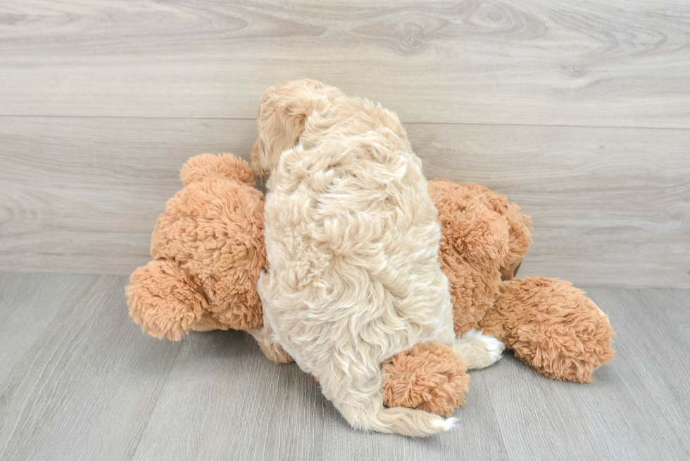 Cockapoo Pup Being Cute