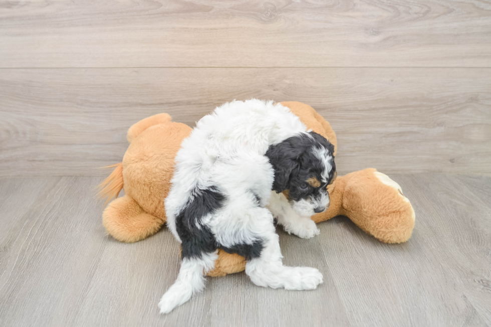 Cockapoo Puppy for Adoption