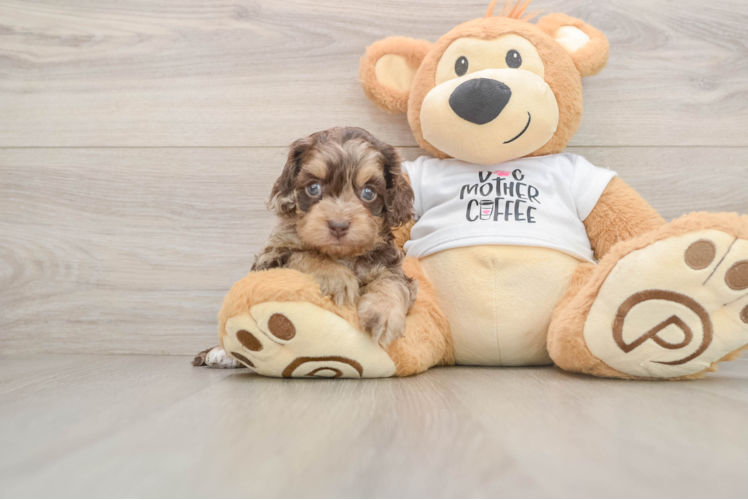 Cute Cockapoo Baby