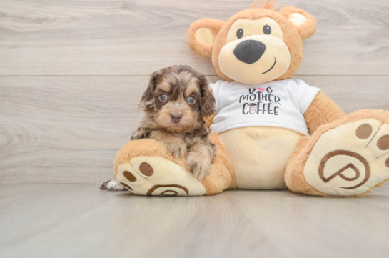 BILLIE JEAN, a Cockapoo littermate