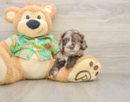 5 week old Cockapoo Puppy For Sale - Premier Pups