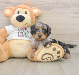 8 week old Cockapoo Puppy For Sale - Premier Pups