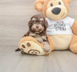 5 week old Cockapoo Puppy For Sale - Premier Pups