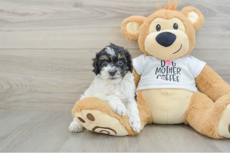 Petite Cockapoo Poodle Mix Pup