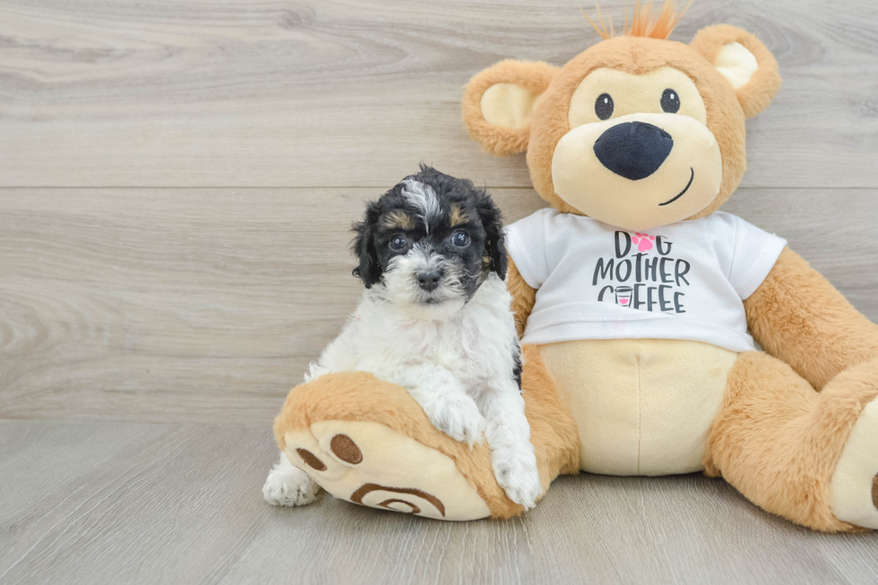 Petite Cockapoo Poodle Mix Pup