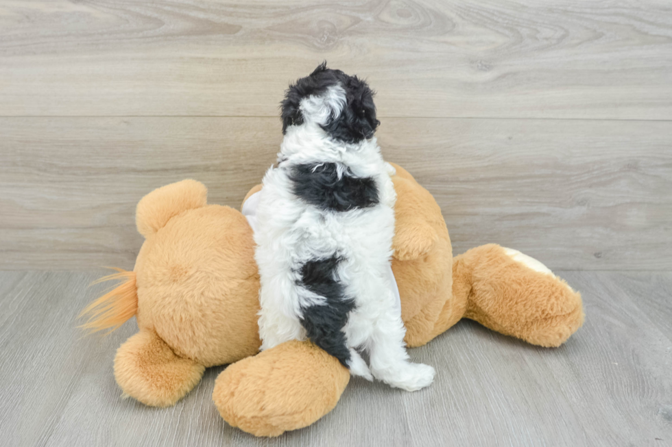 Popular Cockapoo Poodle Mix Pup