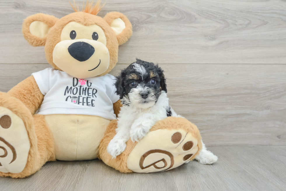Hypoallergenic Cocker Doodle Poodle Mix Puppy