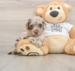 5 week old Cockapoo Puppy For Sale - Premier Pups