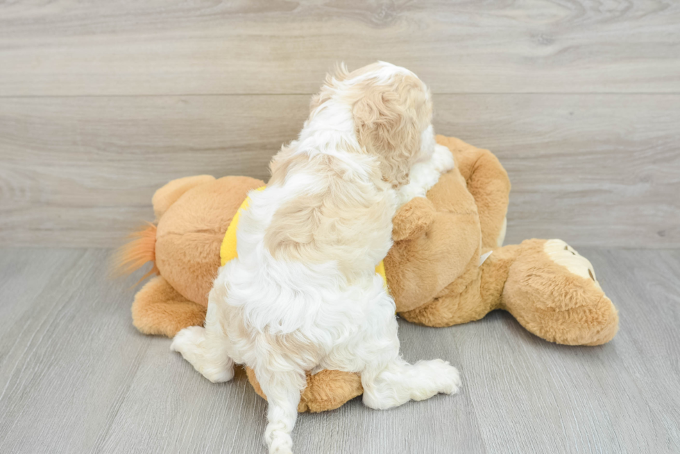 Energetic Cocker Doodle Poodle Mix Puppy