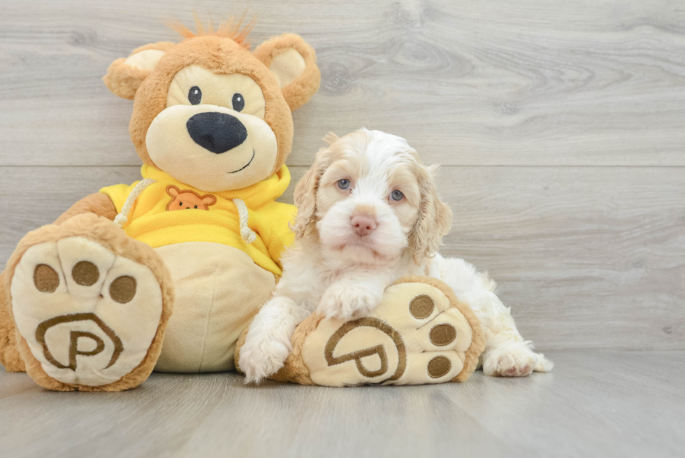 Cockapoo Puppy for Adoption