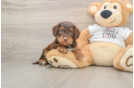 Best Cockapoo Baby