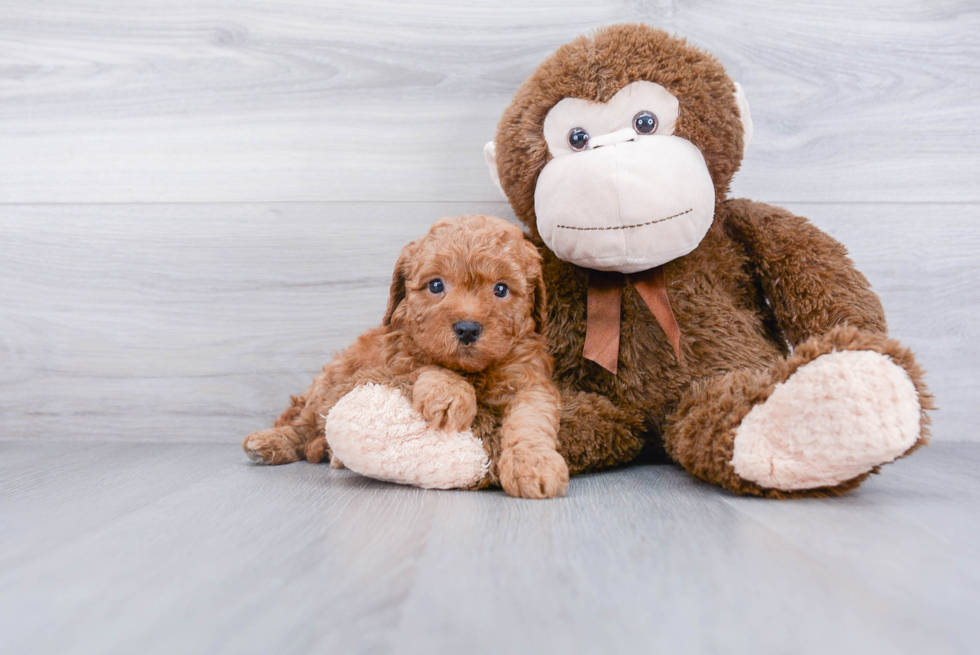 Funny Cockapoo Poodle Mix Pup