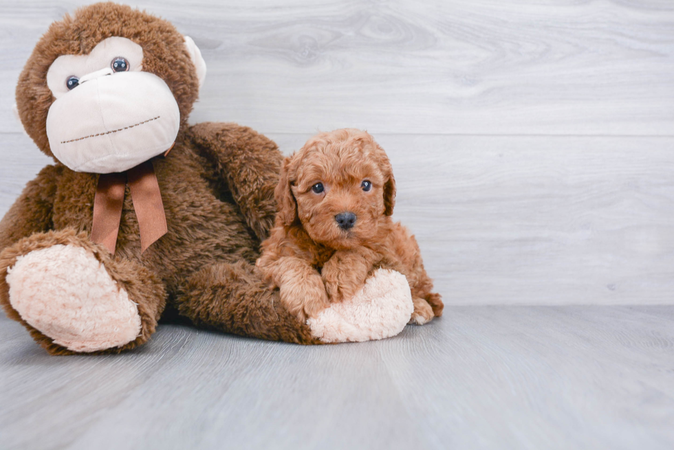 Cockapoo Puppy for Adoption