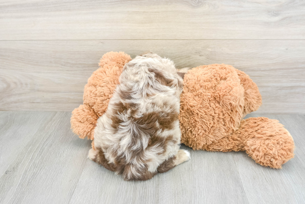 Petite Cockapoo Poodle Mix Pup