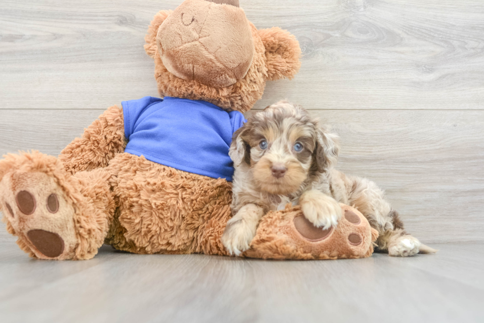 Little Cockerpoo Poodle Mix Puppy