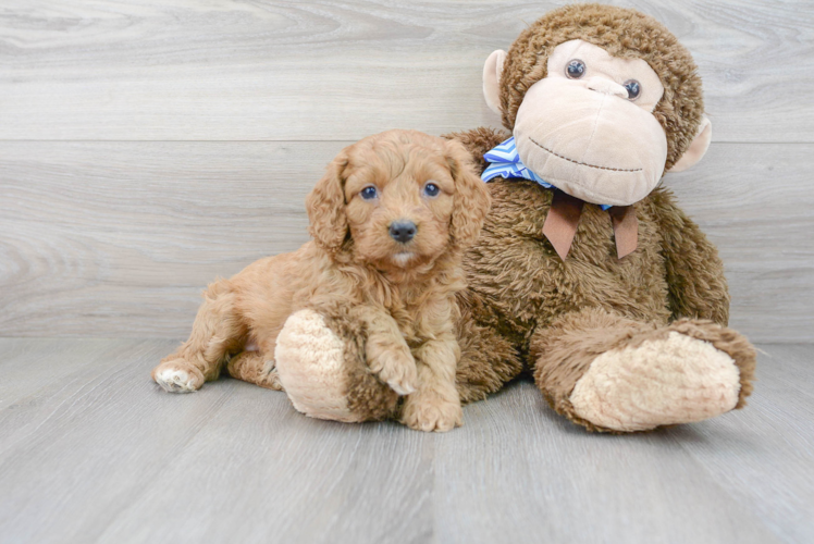Cockapoo Pup Being Cute