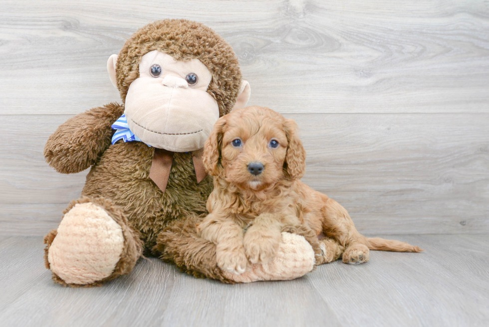 Adorable Cockerpoo Poodle Mix Puppy
