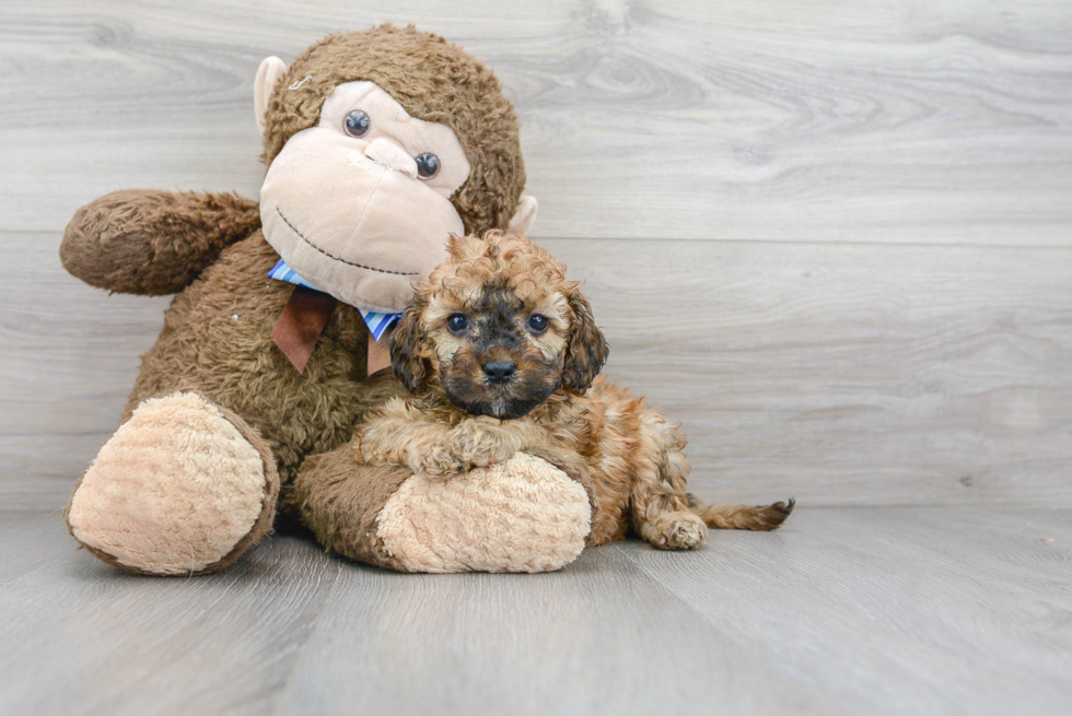 Small Cockapoo Baby