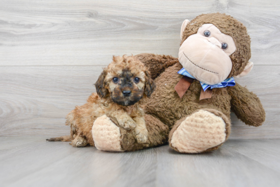 Cockapoo Puppy for Adoption