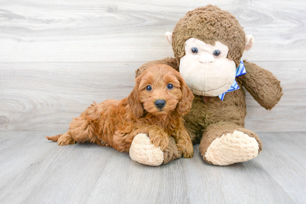 Best Cockapoo Baby