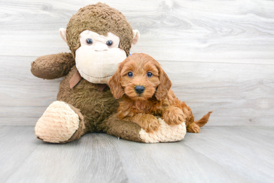 Cockapoo Puppy for Adoption