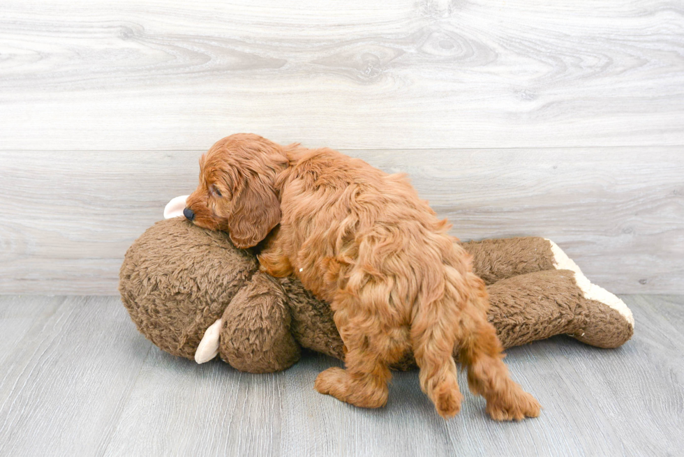 Smart Cockapoo Poodle Mix Pup