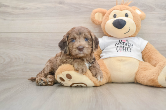 Small Cockapoo Baby