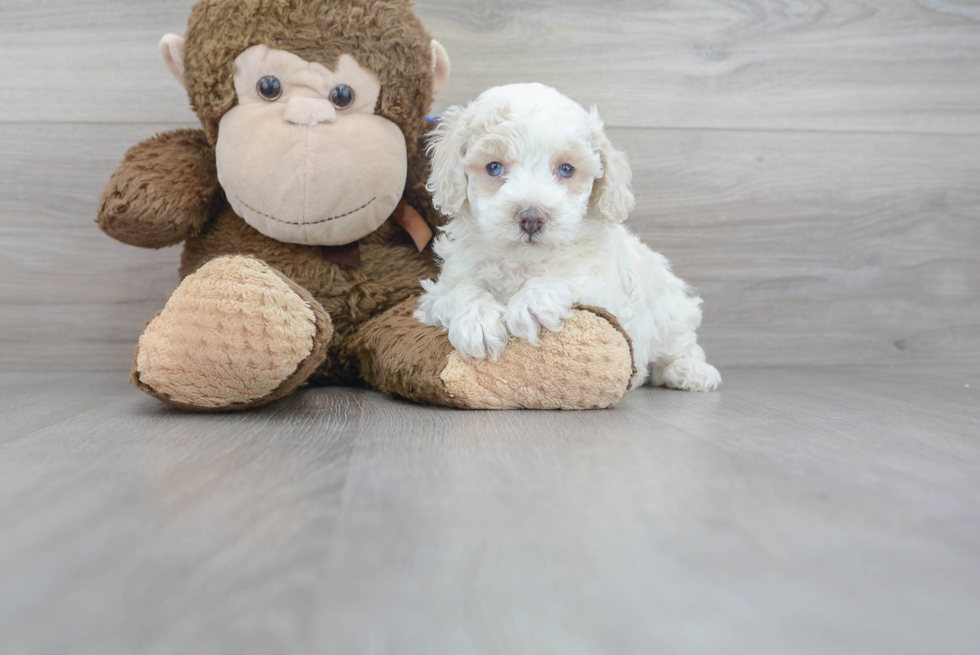 Cockapoo Pup Being Cute