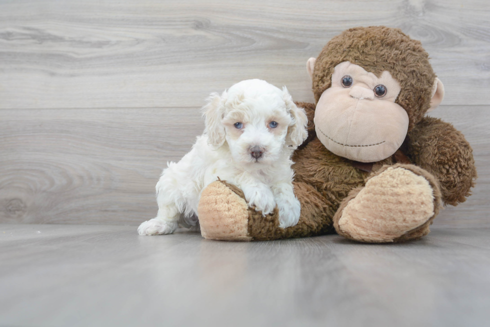 Cockapoo Pup Being Cute