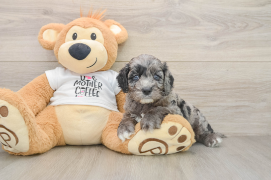 CAJUN, a Cockapoo littermate