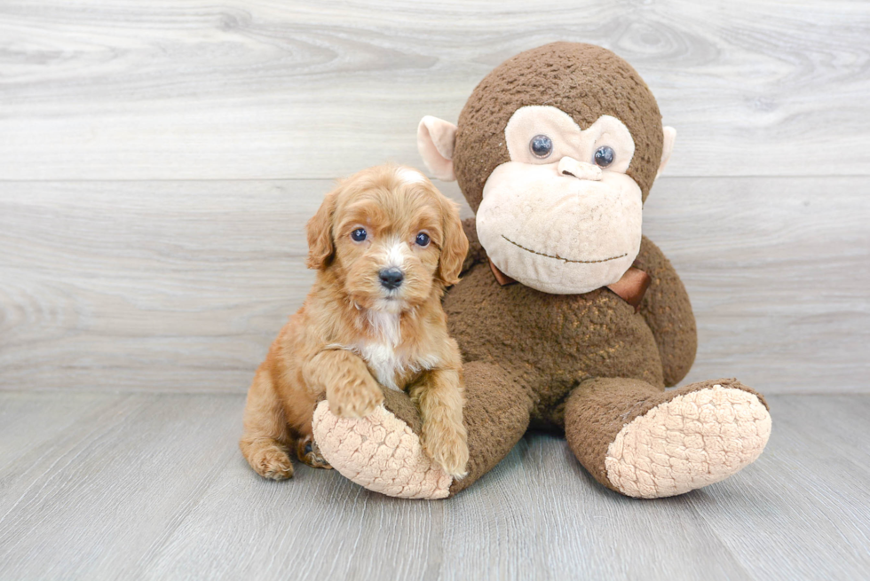 Cockapoo Pup Being Cute