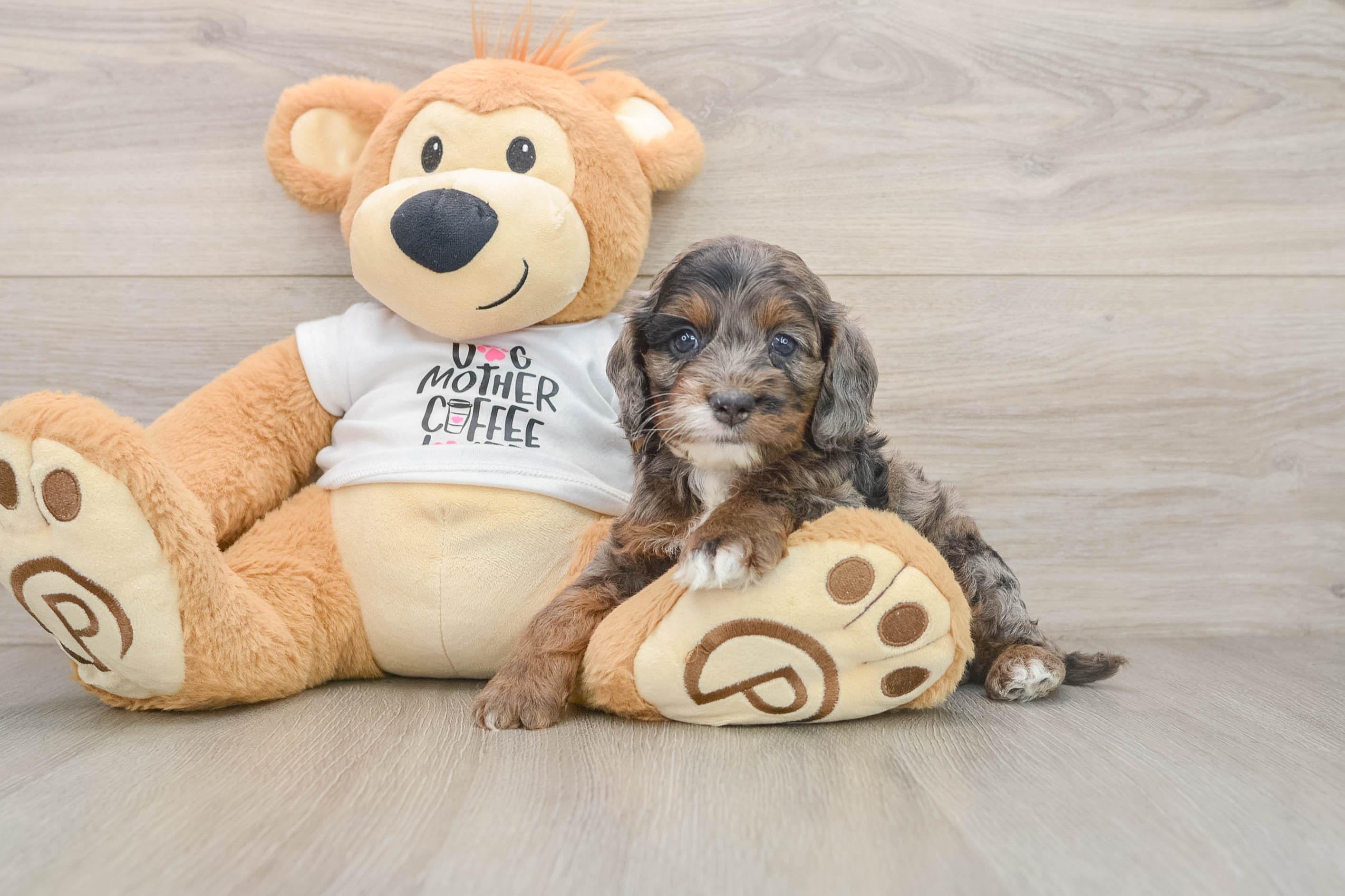 Funny Cockapoo Poodle Mix Pup