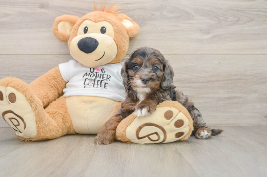 CALLAHAN, a Cockapoo littermate
