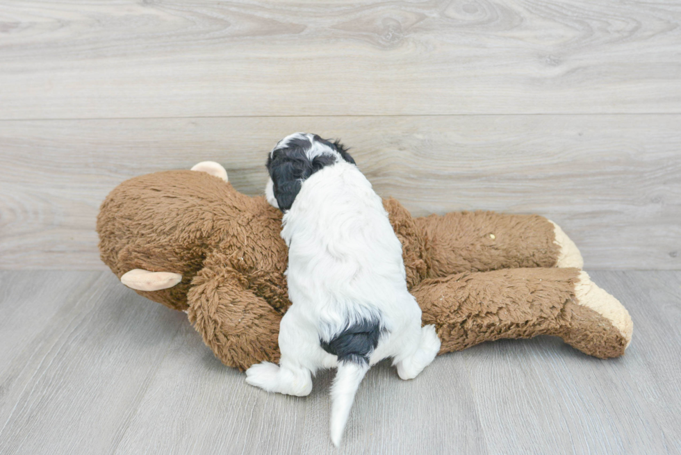 Funny Cockapoo Poodle Mix Pup