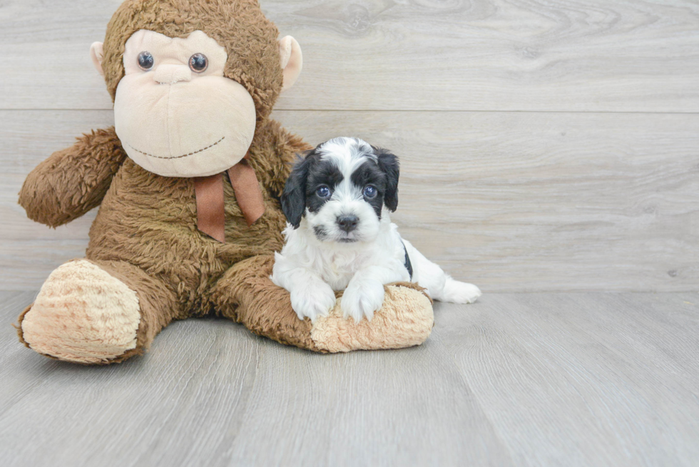 Cute Cockapoo Baby