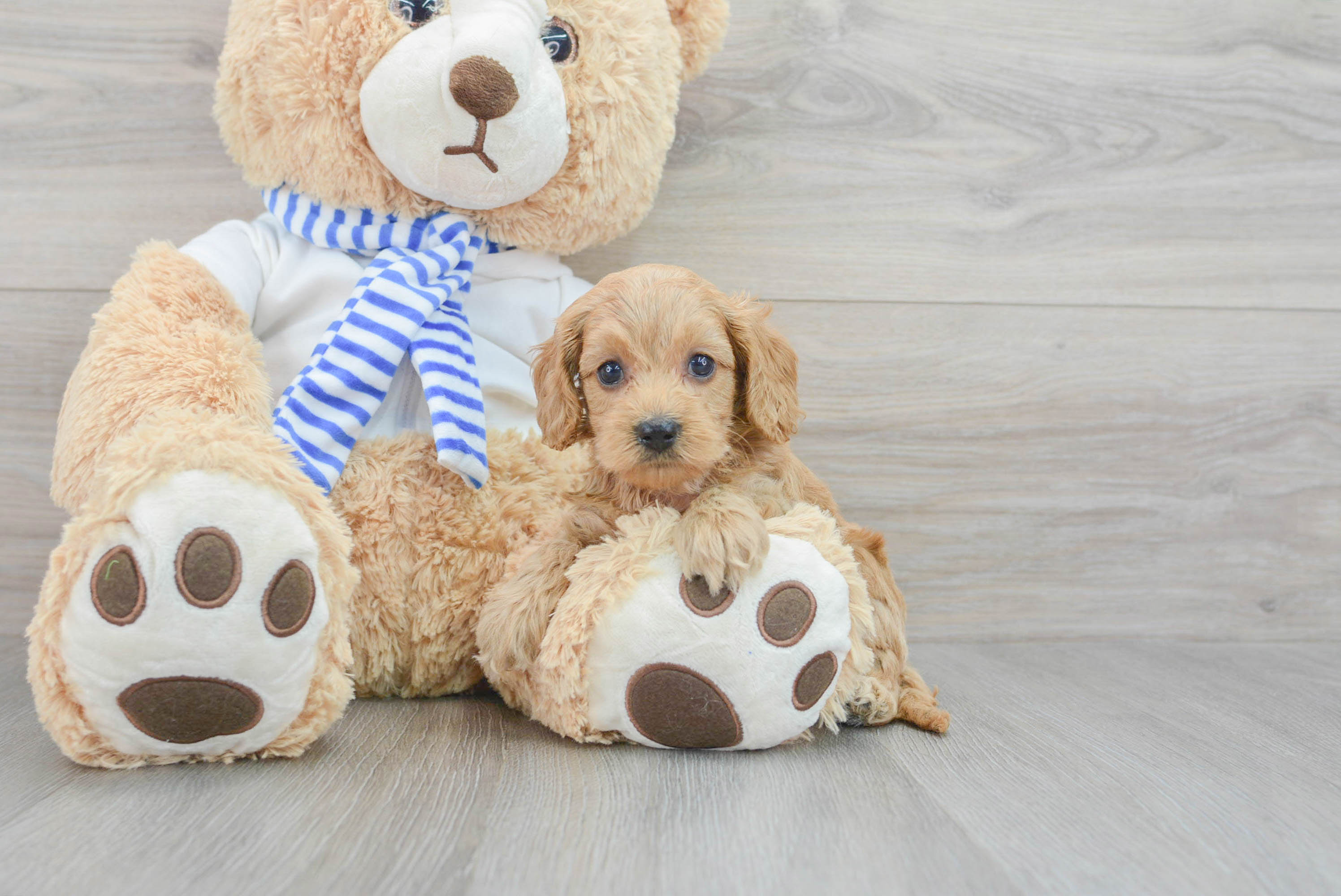 Cockapoo Puppy for Adoption