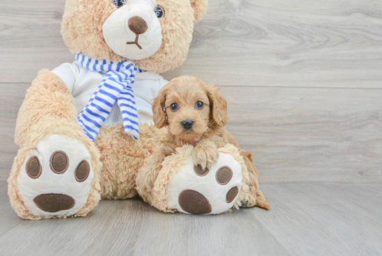 Cockapoo Puppy for Adoption