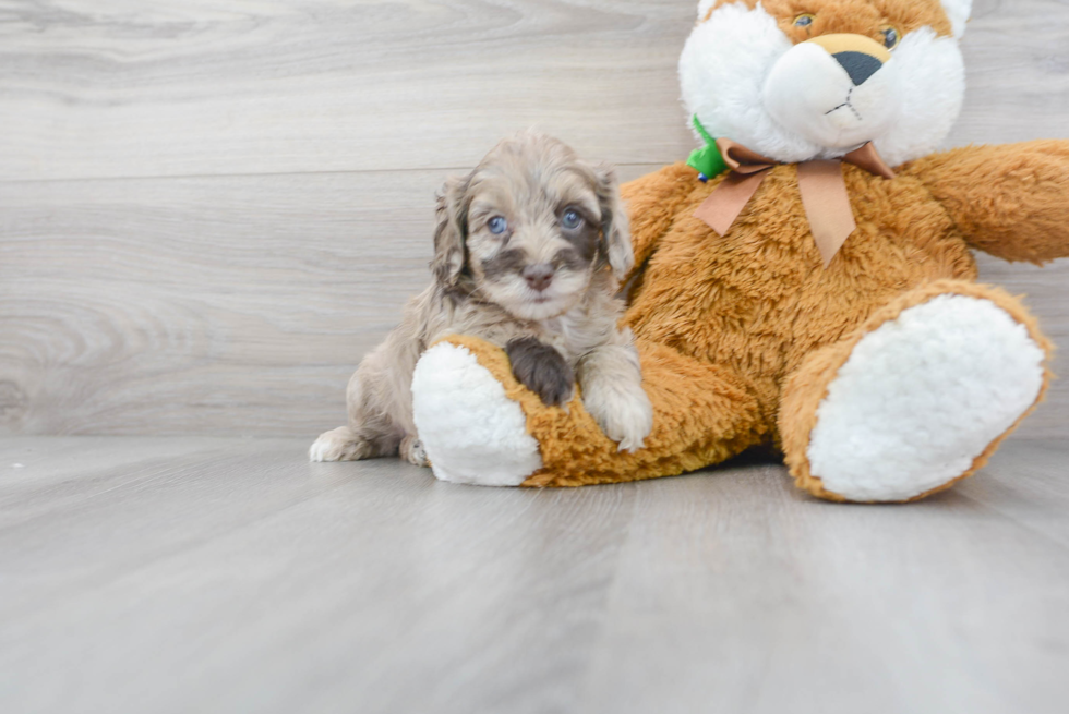 Petite Cockapoo Poodle Mix Pup