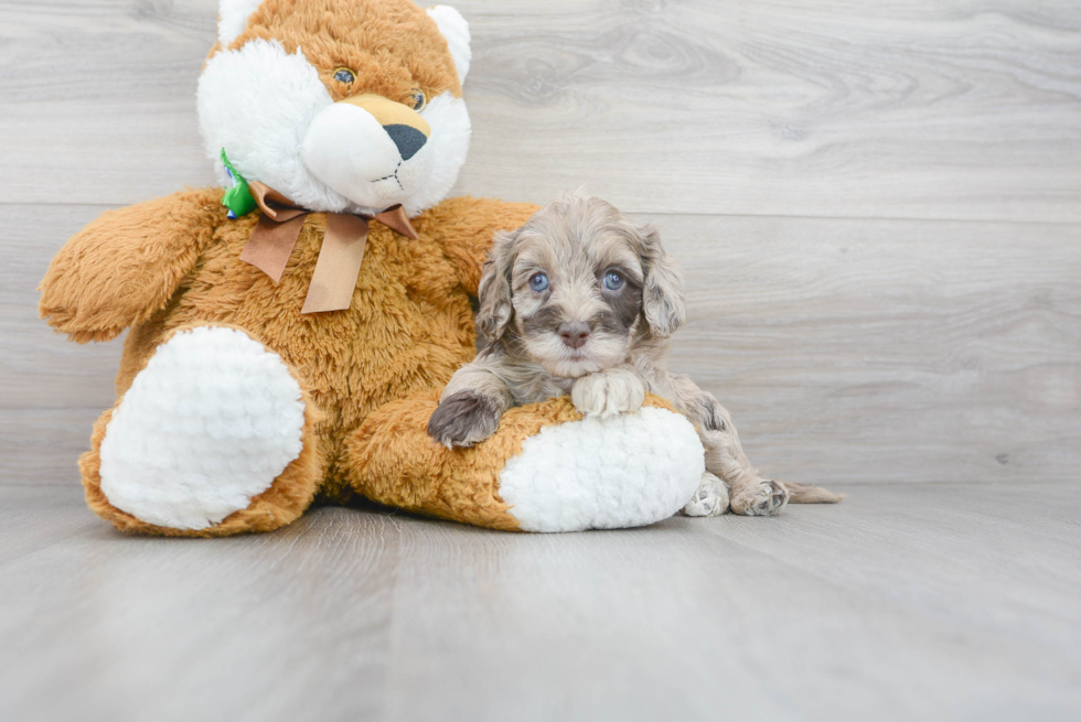 Cockapoo Pup Being Cute