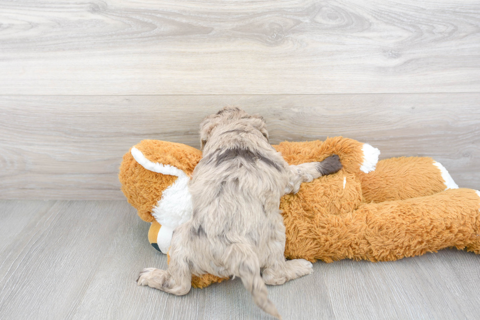 Fluffy Cockapoo Poodle Mix Pup