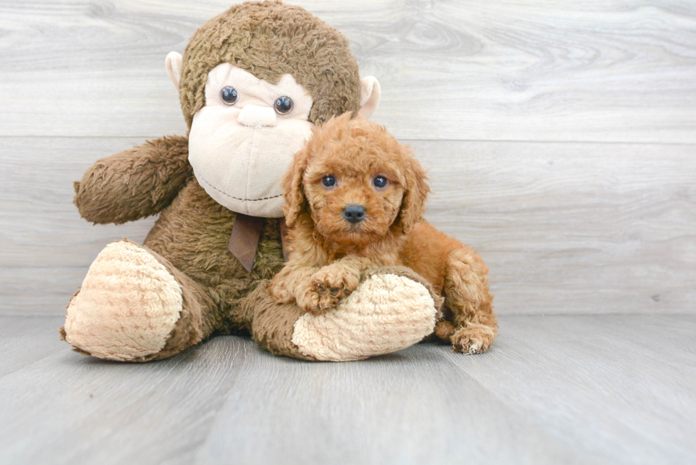 Best Cockapoo Baby