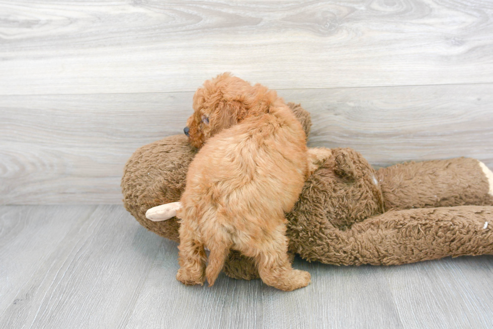 Fluffy Cockapoo Poodle Mix Pup
