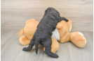 Cockapoo Puppy for Adoption