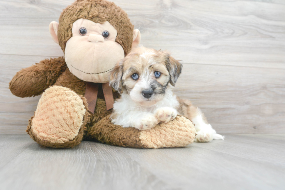 Cockapoo Pup Being Cute